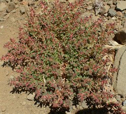 Euphorbia serpyllifolia Plant